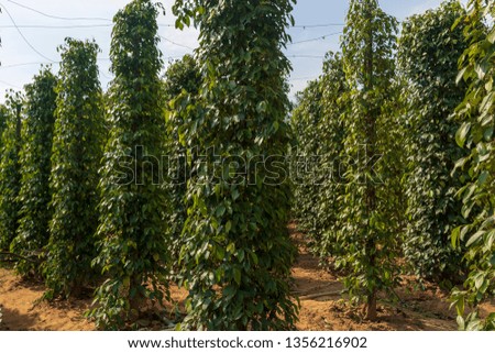 Pepper trees on a pepper farm with blue sky in background, picture from Phu Quoc Island, Vietnam.