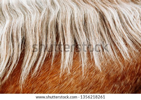 Red and white horse hair, horse mane