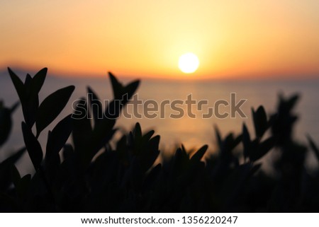 sunrise and plants, morning sea view Royalty-Free Stock Photo #1356220247