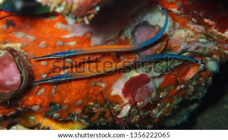 Detail of Jans's Pipefish couple (Doryhamphus Janssi) also known as flagtailed pipe fish on the coral reef in Andaman sea, Thailand. Underwater photography. Scuba diving in Thailand.