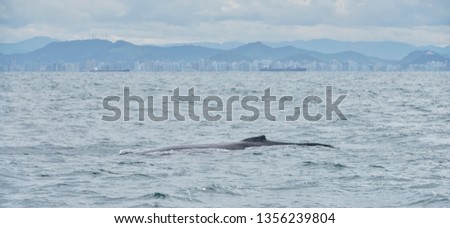 Humpback whale photographed in Vitoria, Espirito Santo. Picture made in 2018.