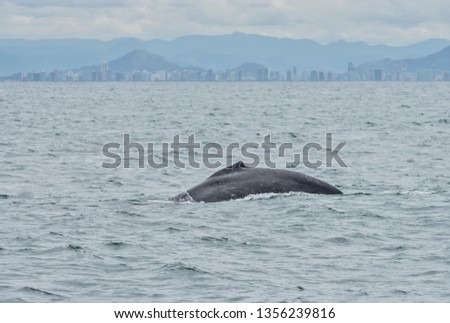 Humpback whale photographed in Vitoria, Espirito Santo. Picture made in 2018.