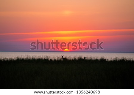 Deer at sunset in the reserve on the island Biryuchiy. Sea of Azov. Fedotov Spit. Ukraine
