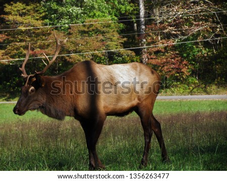 These are Elk I took pictures of in the mountains  on my nature walk