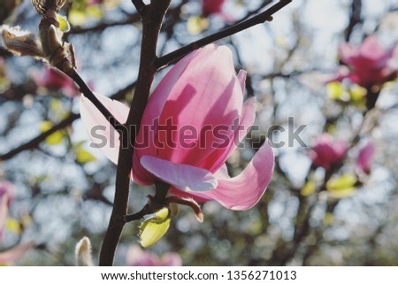 The blossom of magnolia 'Ian's Red'  in the spring sunshine