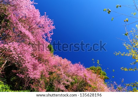 Spring Pink Cherry Blossoms with Blue Sky Background
