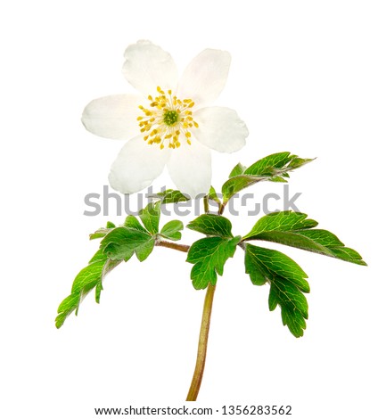 Spring flower wood Anemone (Anemone nemorosa) isolated on white background