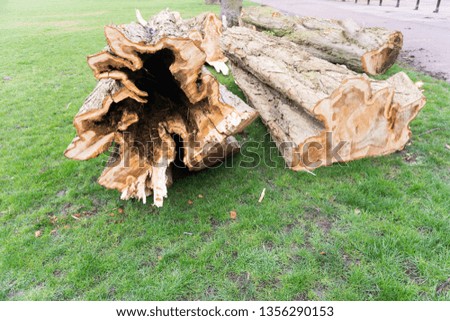 Close up of wood logs trees cut or dead in the countryside