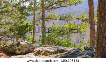 Tree Background at Whitaker Point Trailhead National Forest, Kings River Township, AR Royalty-Free Stock Photo #1356305168