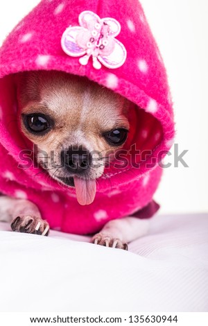 a portrait of a cute tiny chihuahua dressed in a pink jumper with her tongue hanging out