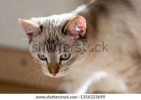 A white-haired cat a few months old is watching carefully something that moves in the living room of the house.
The light of the photograph is natural light that enters through the window.