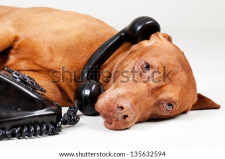 dog on the old phone