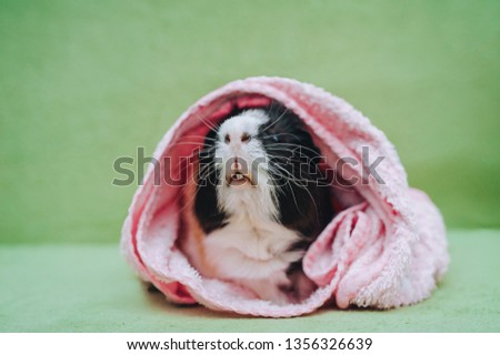 Amusing, curious nose. Three-colored funnt guinea pig on a green couch wrap in a pink towel after swimming. Pet care, love and care.