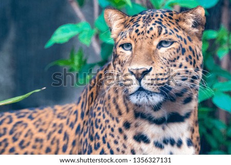 Leopard, a beautiful panther, portrait
