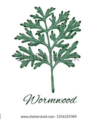 Colorful Wormwood hand drawn sketch. Retro botanical line art. Medical herb and spice. Vintage wormwood branch. Herbal vector illustration isolated on white background Royalty-Free Stock Photo #1356329384
