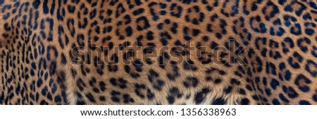 Leopard, panther, the skin, unique pattern on the skin
