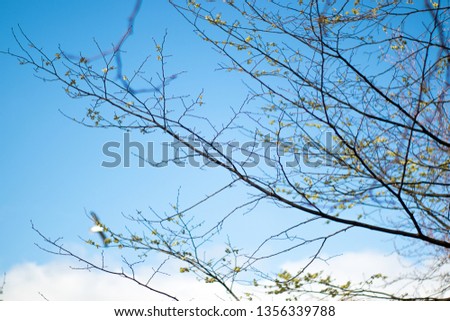 isolated branches in a blue background Royalty-Free Stock Photo #1356339788