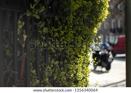 Bush and fence on a sunny day in a big city Royalty-Free Stock Photo #1356340064