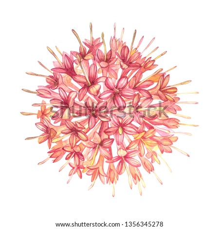 Pink flowers Gambier extracts plants watercolor botanical illustrations.