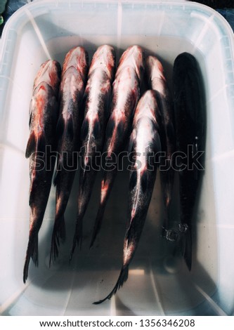 Raw freshwater fish in a market box top view (mobile photography) 