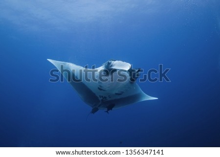 giant oceanic manta ray, manta birostris