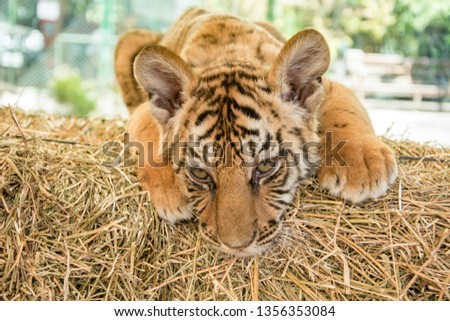 Small tiger cub