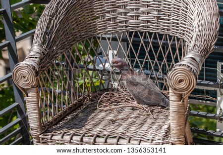turtle dove in the nest