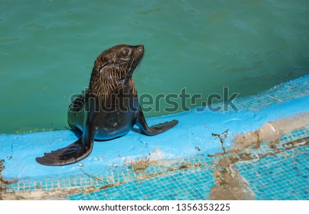 fur seal in the pool