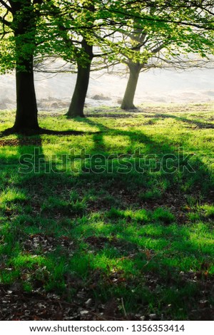 Three trees pictured against the light with shadows and foliage.