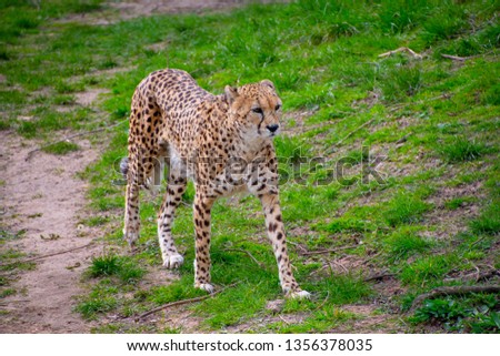 Cheetah walking around its enclosure at a zoo