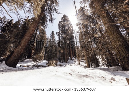 Fisheye perspective lens overlooking the largest sequoia trees in the world. midday sun with a small sun flare in portrait mode. Spring with some snow on the ground.