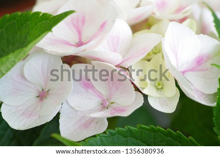 Hydrangea is a kind of beautiful flower plant.