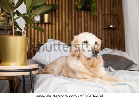Golden retriever puppy dog on coat and pillows on bed in house or hotel. Tropical styled with green plants bedroom interior in apartment. Pets friendly concept, eco friendly lifestyle, copy space.