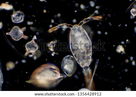 Plankton are organisms drifting in oceans and seas. Zooplankton. Royalty-Free Stock Photo #1356428912
