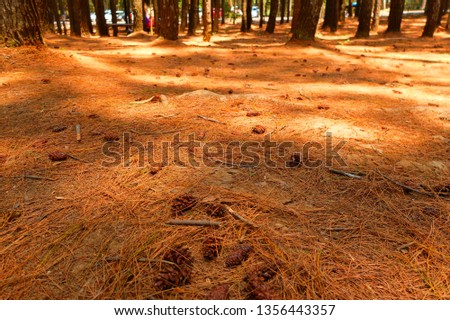 Pine flowers on the ground in a pine forest. Indonesian landscape.