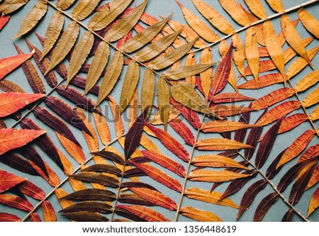 The frame is made of dry autumn gold and multi-colored leaves on the background. Tropical concept. Autumn composition. Flat lay, top view, copy space. Natural photography.