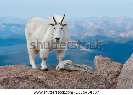 Mountain Goat living at high altitude Royalty-Free Stock Photo #1356454337