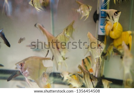 Clear aquarium with a lot of colorful fishes and without decor and little stones. School of fish swimming  close up view. Home underwater pets.