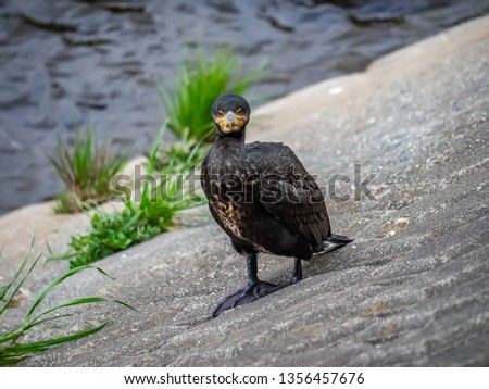 A black Japanese cormorant stands on a concrete embankment beside the Sakai River in Japan. Since ancient times, the Japanese have domesticated these birds for use in river fishing.