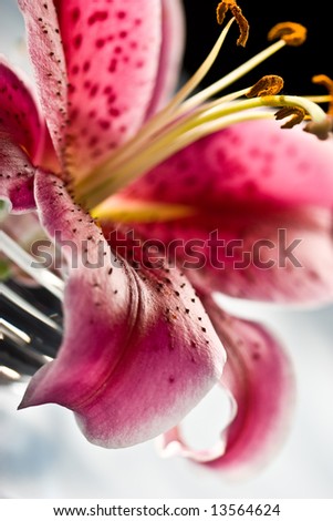 macro picture of pink lily, romantic mood