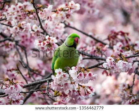 A rose ringed parakeet eats Japanese cherry blossoms, or sakura, in a tree in Yamato Japan. These birds are not native to Japan, but numerous pets have been released, creating communities and thriving