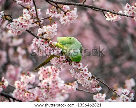 A rose ringed parakeet eats Japanese cherry blossoms, or sakura, in a tree in Yamato Japan. These birds are not native to Japan, but numerous pets have been released, creating communities and thriving
