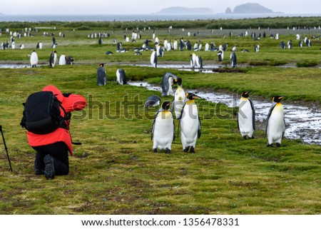 Photographer in red coat with black backpack kneeling and taking pictures of King penguins on Salisbury Plain, South Georgia
