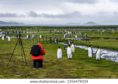 Photographer in red coat with black backpack and tripod kneeling and taking pictures of King penguins on Salisbury Plain, South Georgia
