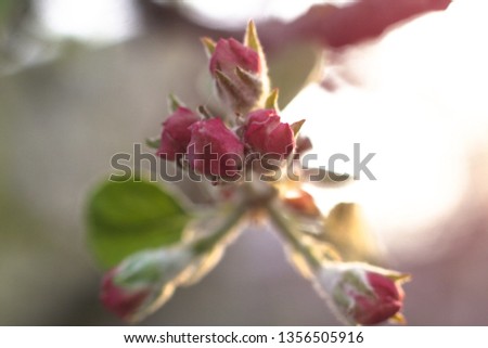 Spring flowering of apple and pear trees in the garden. Gardening and farm trees. white and pink flowers Stock background, photo