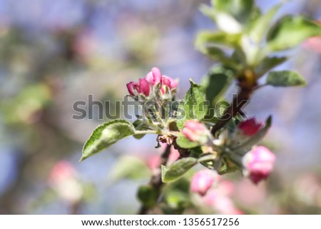Spring flowering of apple and pear trees in the garden. Gardening and farm trees. white and pink flowers Stock background, photo