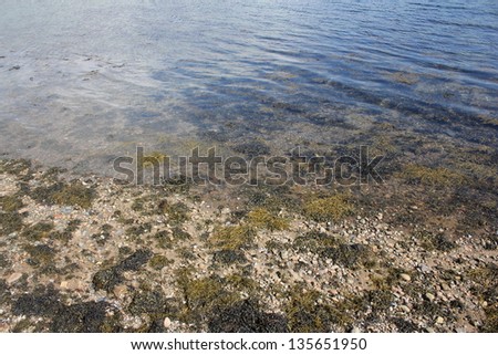 algae in clear water edge