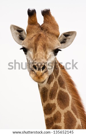 Giraffe on isolated background