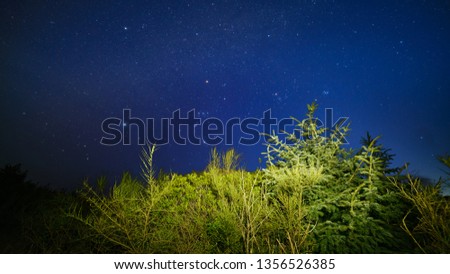 Clear Night Sky In Scrub Pine Forest
