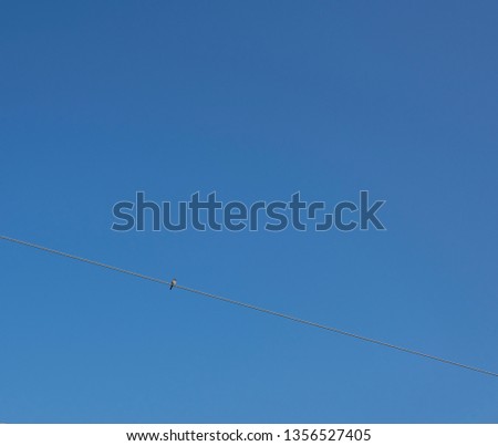 A little bird in the blue sky Royalty-Free Stock Photo #1356527405
